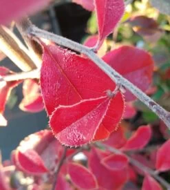 Chinesische Quitte / Holzquitte Pseudocydonia Sinensis -Qualitätspflanzenladen Chinesische Quitte Holzquitte Pseudocydonia