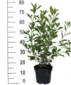 Zimterle - Clethra Clethra Alnifolia -Qualitätspflanzenladen Clethra Ruby Spice