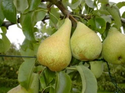 Condo Pyrus Communis `Condo´ -Qualitätspflanzenladen Condo 3