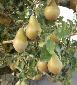 Conference Pyrus Communis `Conference -Qualitätspflanzenladen Conference Birne