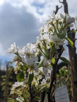 Conference Pyrus Communis `Conference -Qualitätspflanzenladen Conference Bl te
