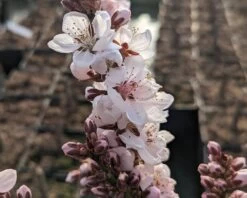 Zwergpfirsich `Crimson Bonfire´ Prunus Persica `Crimson Bonfire´ -Qualitätspflanzenladen Crimson Bonfire