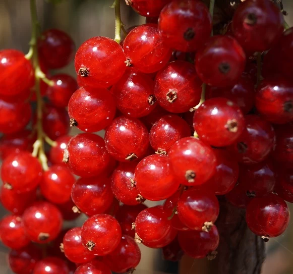 Rolan Ribes Rubrum `Rolan´ 1 Rolan Ribes Rubrum `Rolan´