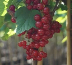 Rolan Ribes Rubrum `Rolan´ 7 Rolan Ribes Rubrum `Rolan´ -Qualitätspflanzenladen DSC01666