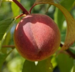 Pfirsich Red Haven Prunus Persica `Red Haven´ -Qualitätspflanzenladen DSC01689