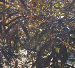 Holunder Black Lace ® Sambucus Nigra `Black Lace´ -Qualitätspflanzenladen DSC01980