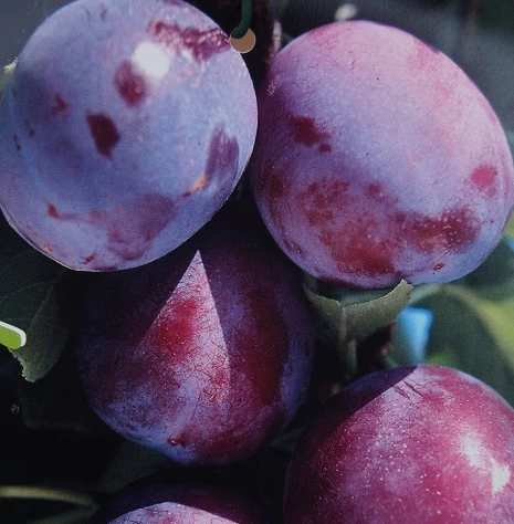 Säulenzwetsche `Herman´ Prunus Domestica `Herman´ 1 Säulenzwetsche `Herman´ Prunus Domestica `Herman´