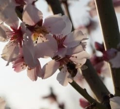 Dürkheimer Krachmandel Prunus Dulcis `Dürkheimer Krachmandel´ -Qualitätspflanzenladen DSC02038