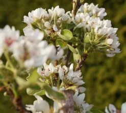 Säulenbirne `Condo´ Pyrus Communis `Condo´ -Qualitätspflanzenladen DSC02068