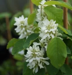 Saskatoon Berry Amelanchier Alnifolia `Saskatoon Berry´ -Qualitätspflanzenladen DSC02071