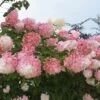 Rispenhortensie `Vanille-Fraise´ Hydrangea Paniculata `Vanille Fraise´