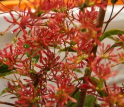 Sieben-Söhne-des-Himmels-Strauch Heptacodium Miconioides -Qualitätspflanzenladen DSC02842