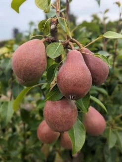 Säulenbirne `Decora´ Pyrus Communis `Decora´ -Qualitätspflanzenladen Decora 5