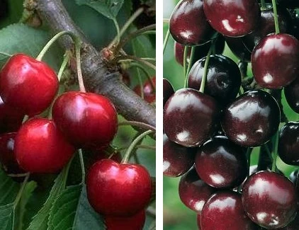 Duo-Kirschbaum `Sunburst´ & `Burlat´150-175cm Prunus Avium 1 Duo-Kirschbaum `Sunburst´ & `Burlat´150-175cm Prunus Avium