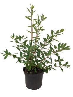 Sibirische Blaubeere `Eisbär´ Lonicera Kamtschatica `Eisbär´ -Qualitätspflanzenladen Eisb r weiss