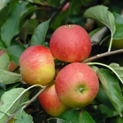 Elstar ® Malus Domestica -Qualitätspflanzenladen Elstar
