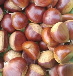 Duo-Esskastanie, Belle Epine & Bouche De Betizac Castanea Sativa -Qualitätspflanzenladen Esskastanie Belle EpineGmNJQelgJyOMr