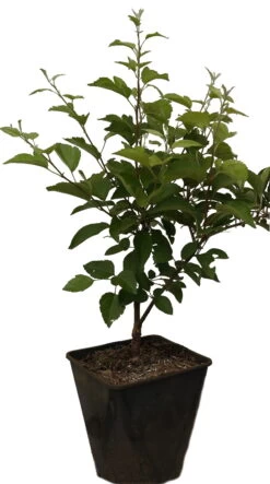 Zierapfel `Evereste´ Malus -Qualitätspflanzenladen Evereste