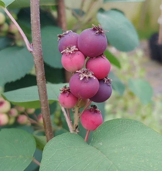 Felsenbirne Smoky Amelanchier Alnifolia Smoky 1 Felsenbirne Smoky Amelanchier Alnifolia Smoky