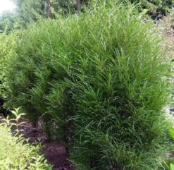 Farnblättriger Säulen-Faulbaum `Fine Line´ Rhamnus Frangula `Fine Line´ 10 Farnblättriger Säulen-Faulbaum `Fine Line´ Rhamnus Frangula `Fine Line´ -Qualitätspflanzenladen Fine LIne Kordes Jungpflanzen