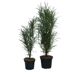 Farnblättriger Säulen-Faulbaum `Fine Line´ Rhamnus Frangula `Fine Line´ 8 Farnblättriger Säulen-Faulbaum `Fine Line´ Rhamnus Frangula `Fine Line´ -Qualitätspflanzenladen Fine Line Faulbaum 2