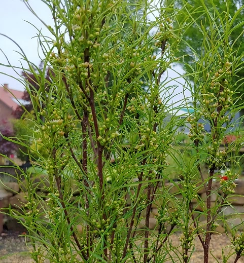 Farnblättriger Säulen-Faulbaum `Fine Line´ Rhamnus Frangula `Fine Line´ 2 Farnblättriger Säulen-Faulbaum `Fine Line´ Rhamnus Frangula `Fine Line´ – Bild 2