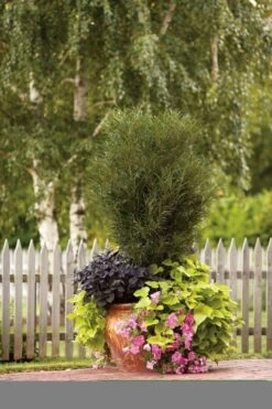 Farnblättriger Säulen-Faulbaum `Fine Line´ Rhamnus Frangula `Fine Line´ 11 Farnblättriger Säulen-Faulbaum `Fine Line´ Rhamnus Frangula `Fine Line´ -Qualitätspflanzenladen Fine Line Kordes Jungpflanzen1