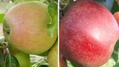 Duo-Apfelbaum `Finkenwerder Herbstprinz´ & `Roter Boskoop´ Malus Domestica