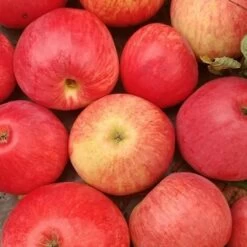 Zwergapfel `Galina´ Malus Domestica `Galina´