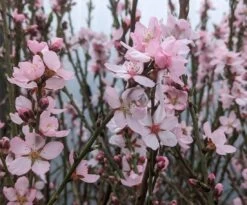 Zwerg-Fruchtmandel `Garden Prince´ Prunus `Zwerg-Fruchtmandel´