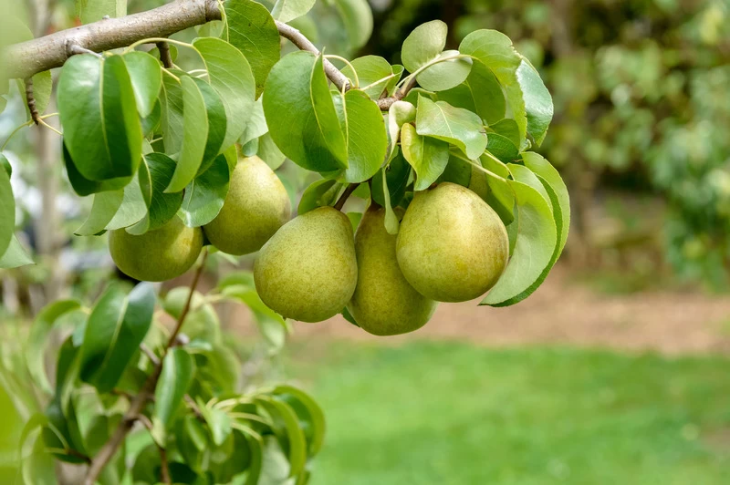 Gellerts Butterbirne Pyrus Communis `Gellert´s Butterbirne´ 2 Gellerts Butterbirne Pyrus Communis `Gellert´s Butterbirne´ – Bild 2