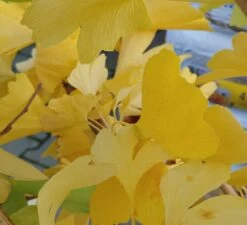 Ginkgo / Fächerblattbaum Ginkgo Biloba -Qualitätspflanzenladen Ginkgo biloba Herbstf rbung