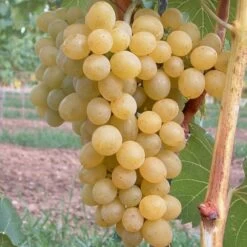 Glenora, Pilzfeste Weinrebe Vitis `Glenora´