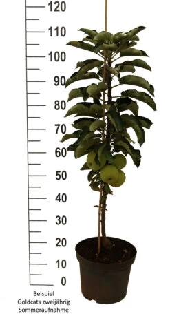 Säulenapfel `Goldcats´ Malus Domestica `Goldcats´ -Qualitätspflanzenladen Goldcats zweij hrig weiss