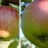 Duo-Apfelbaum `Gravensteiner´ & `Goldparmäne´ Malus Domestica