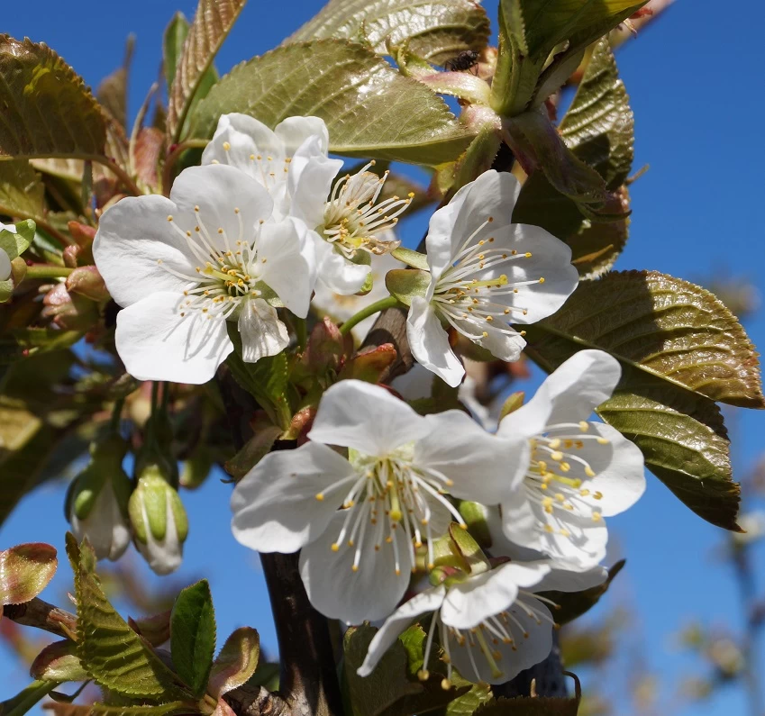 Große Schwarze Knorpelkirsche Prunus Avium `Große Schwarze Knorpelkirsche´ 2 Große Schwarze Knorpelkirsche Prunus Avium `Große Schwarze Knorpelkirsche´ – Bild 2