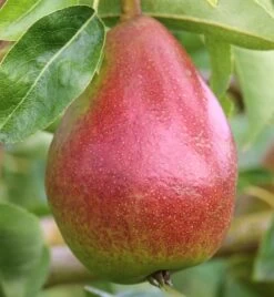 Gute Luise Pyrus Communis `Gute Luise´