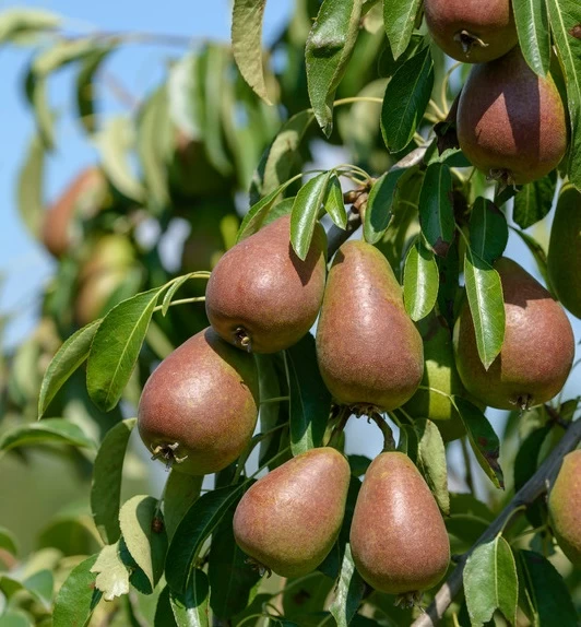 Gute Luise Pyrus Communis `Gute Luise´ 2 Gute Luise Pyrus Communis `Gute Luise´ – Bild 2