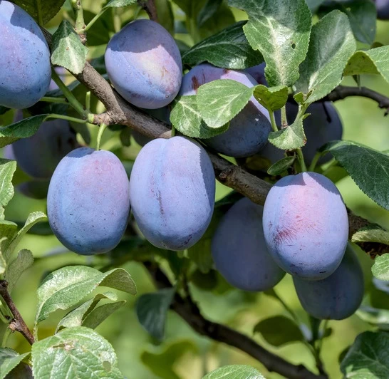 Haganta (S) Prunus Domestica `Haganta´ 1 Haganta (S) Prunus Domestica `Haganta´