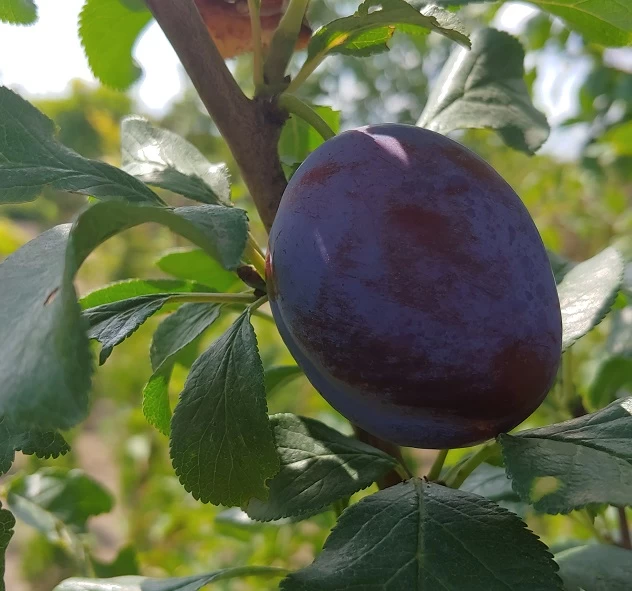 Haganta (S) Prunus Domestica `Haganta´ 2 Haganta (S) Prunus Domestica `Haganta´ – Bild 2