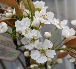 Nashi Hakko Pyrus Pyrifolia `Hakko´ -Qualitätspflanzenladen Hakko Bl te