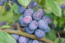 Hanita ® Prunus Domestica `Hanita -Qualitätspflanzenladen Hanita3