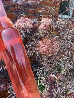 Holunder Black Lace ® Sambucus Nigra `Black Lace´ -Qualitätspflanzenladen Holunderbl ten Likor rosa