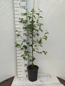 Chinesische Quitte / Holzquitte Pseudocydonia Sinensis -Qualitätspflanzenladen Holzquitte