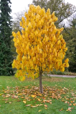 Veredelte Indianerbanane (Paw Paw) `Prima 1216´ Asimina Triloba `Prima 1216´ -Qualitätspflanzenladen Indianerbanane BaummHuI31ooy7GZn