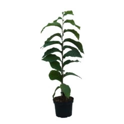 Indianerbanane (Paw Paw) Asimina Triloba 7 Indianerbanane (Paw Paw) Asimina Triloba -Qualitätspflanzenladen Indianerbanane weiss