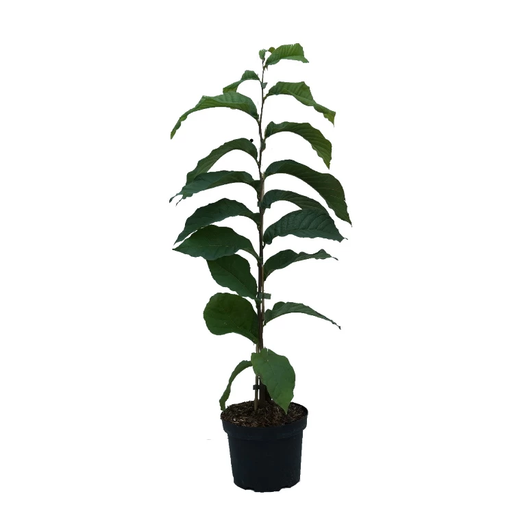 Indianerbanane (Paw Paw) Asimina Triloba 3 Indianerbanane (Paw Paw) Asimina Triloba – Bild 3