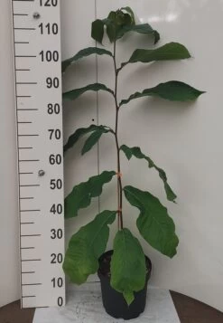 Veredelte Indianerbanane `NC1´ Asimina Triloba `NC1´ -Qualitätspflanzenladen Indianerbanane weissUURtI4poHnJw6