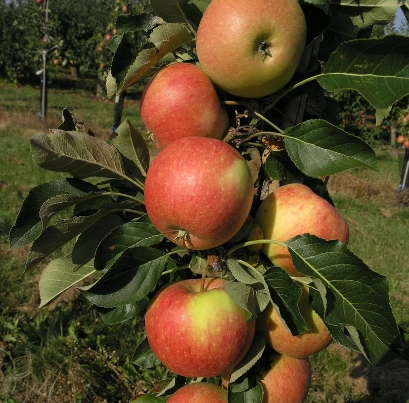 Säulenapfel `James Grieve Super Compact ®´ Malus Domestica `James Grieve Super Compact´ 1 Säulenapfel `James Grieve Super Compact ®´ Malus Domestica `James Grieve Super Compact´