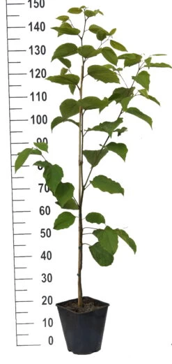 Japanischer Rosinenbaum Hovenia Dulcis -Qualitätspflanzenladen Japanischer rosinenbaum weiss